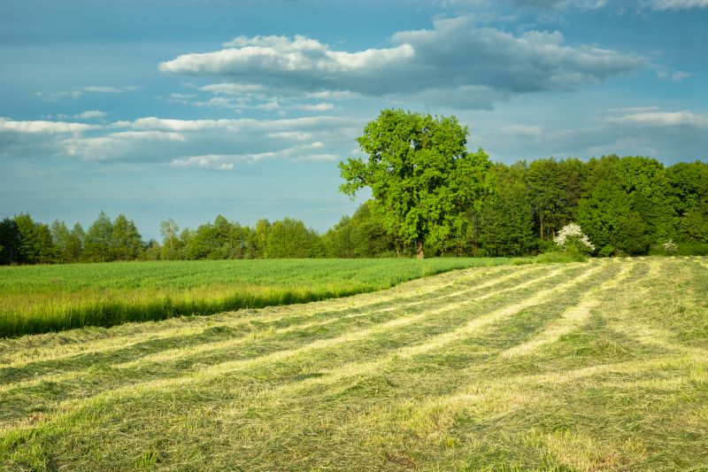 Long Grass Mowing