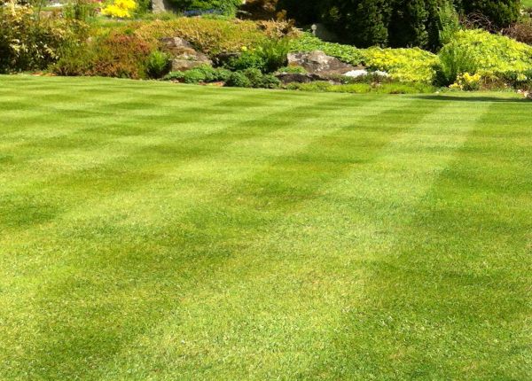 Commercial Grass Cutting in Canton