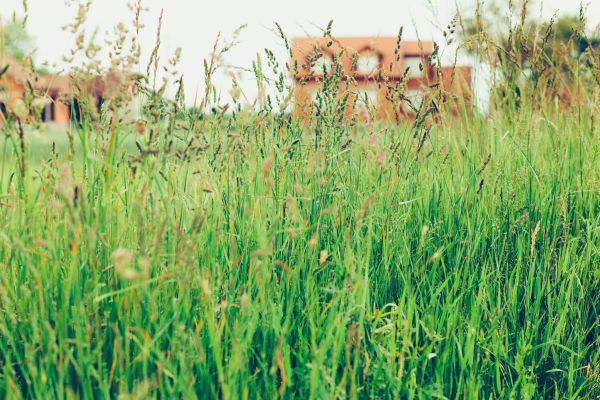 Tall Grass Cutting in Canton