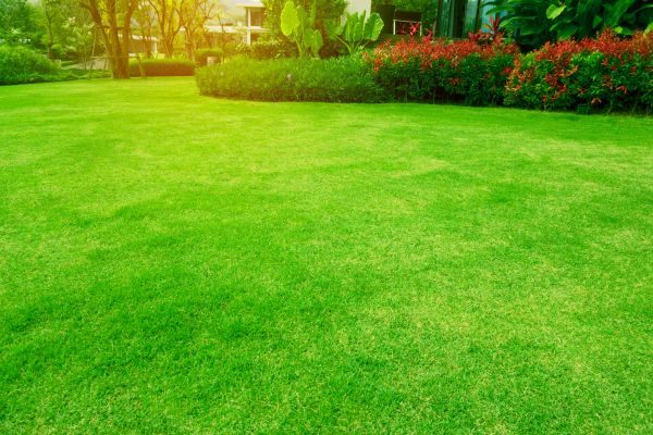 Grass Maintenance in Canton