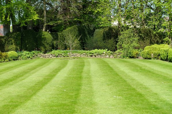 Grass Care Service in Canton