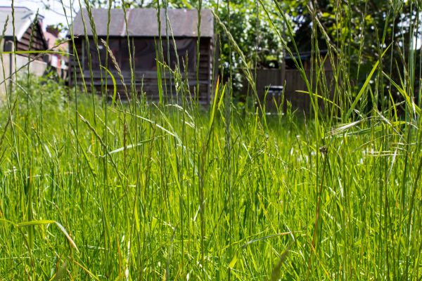 Overgrown Lawn Trimming in Canton