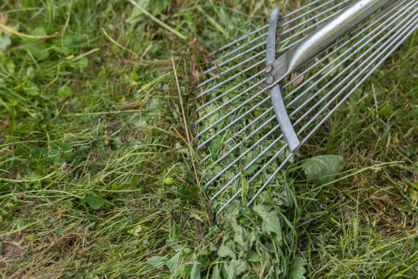 Thatch Raking in Canton