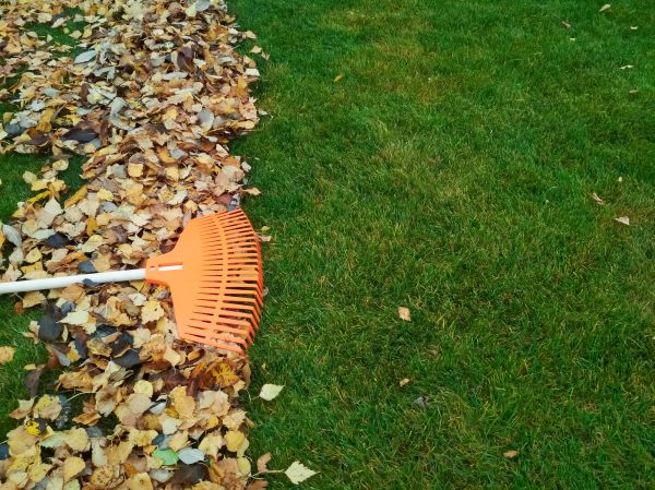 Fall Lawn Care in Canton